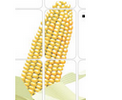 PLA